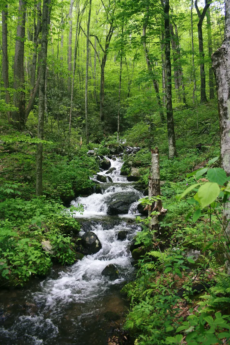 Healthy forest ecosystem