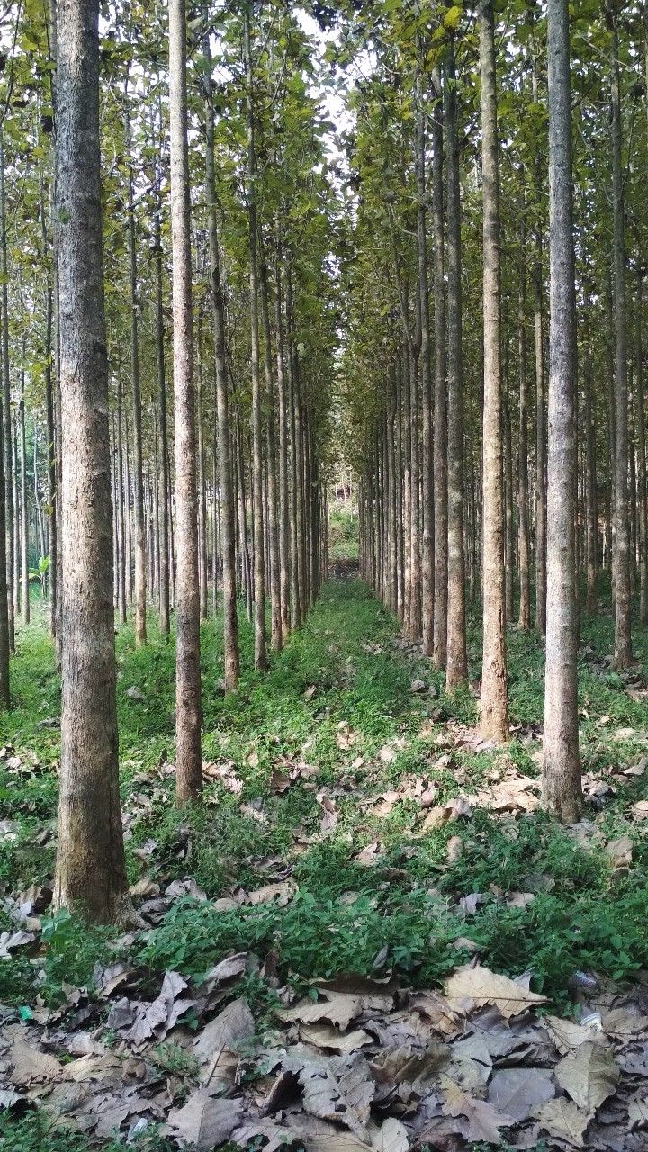 Forest plantation