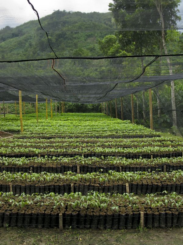 Tree nursery with seedlings